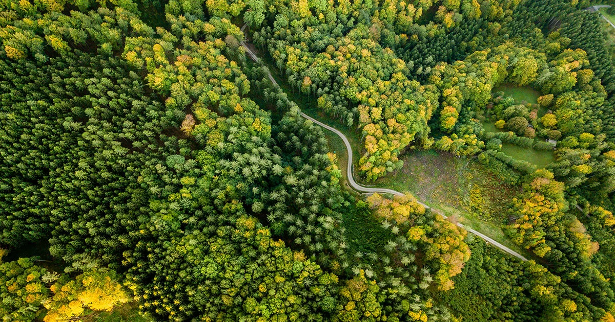 Evergreen content: contenido “siempre verde” para tu página web